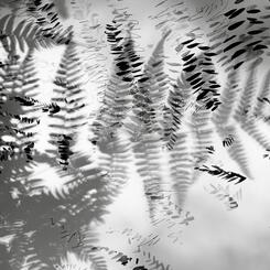 Garden Shadow Happenings (Fern) 2025.