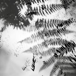 Garden Shadow Happenings  (Fern) 2025.