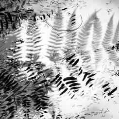 Garden Shadow Happenings  (Fern) 2025.