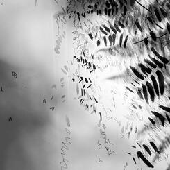 Garden Shadow Happenings  (Fern) 2025.