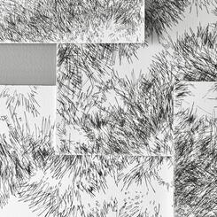 Backyard Shadow Happening (Evergreen ) Wall Installation No. 1