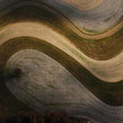 Terraced Field and Lone Tree