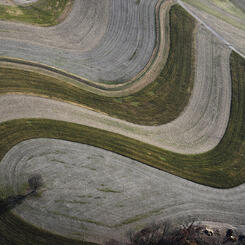 Terraced Field and Lone Tree 2