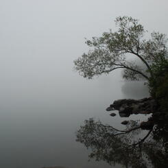 Fog on the Lake