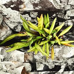 Plant in Jagged Rocks