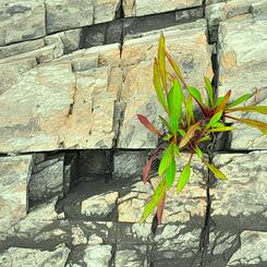 Plant on Wall of Stone
