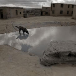 Sky City Dog Acoma , NM