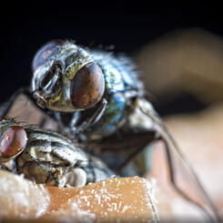 Flies on Flesh