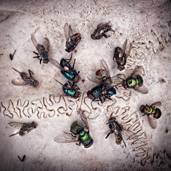 Flies on Skull