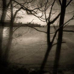 Port Through the Trees