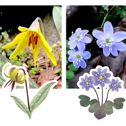 Various Wildflowers - Assets and Photos