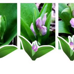 Showy Orchis - assets and photos