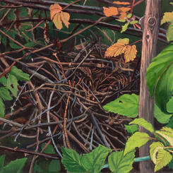 Mockingbirds nest in my Raspberries