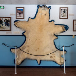 Polar Bear Shot Near Town, Kangerlussuaq Museum (2021)