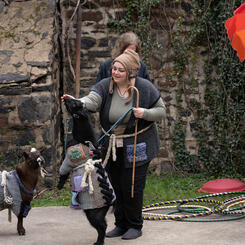 Rocks Ant Tar and friends