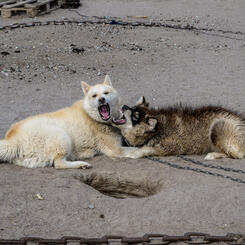 Young Greenland Dogs (2022)