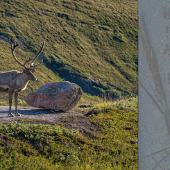 Caribou Pausing on a Rock and JATO Bottle with Antlers (Montage: 2026; Photos: 2022)