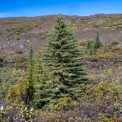 Remnants of Tree Planting Experiment (2023)