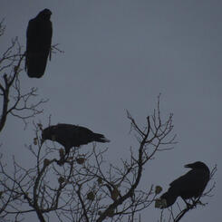Crows
