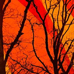 Plastic Trees Untitled