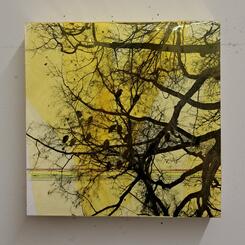 Plastic Trees Untitled