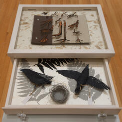 Curiosity Cabinet of Birds
