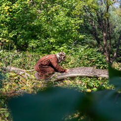 I am a tree in your life