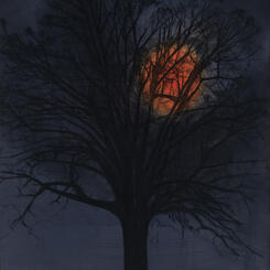 Walnut Tree with a Full Moon