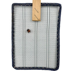 Nine-spotted Lady Beetle