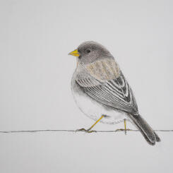 Junco Perched on a Wire