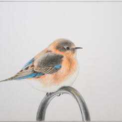 Bluebird Sitting on the Shepard's Hook