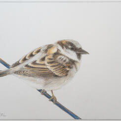 Male House Wren Perched on a Wire