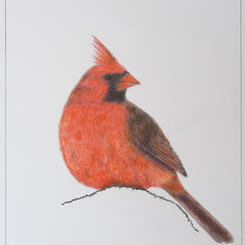 Male Cardinal Sitting on a Snow Mound