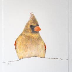 Female Cardinal Sitting in a Snow Pile