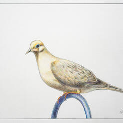 Morning Dove Perched on the Shephard's Hook