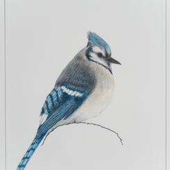 Bluejay Sitting on a Snow Mound