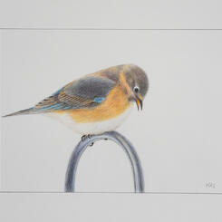 Bluebird Looking Down at the Bird Feeder