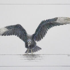 Black Vulture Taking Flight from the Neighbor's Roof