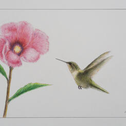 Coming in for a Feeding