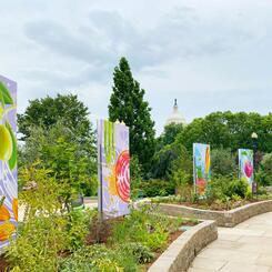 US Botanic Gardens, Mural Panels in Situ