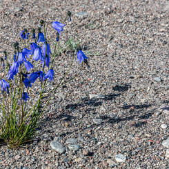 Arctic Bluebells (2018)