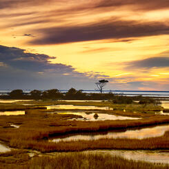 Assateague Island Bayside