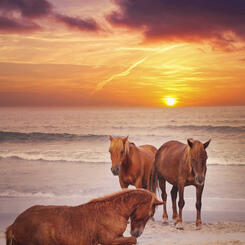 Casual Morning on Assateague Island
