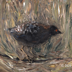 A Black Rail