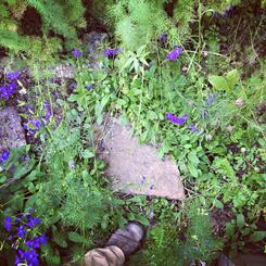 The Brick Hill Plant Lab