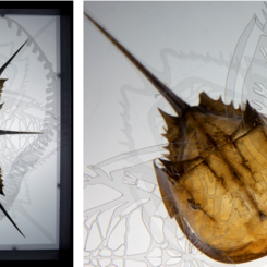 Super Flower Blood Moon