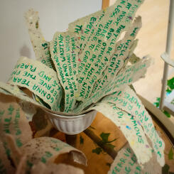 Seed Paper Potted (02)