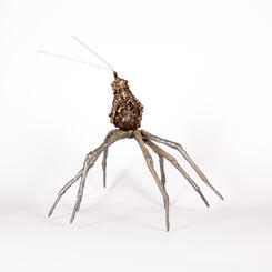 cross species connections