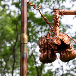 Molting in the Current detail