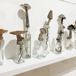 Fungus Among Us Cropped 